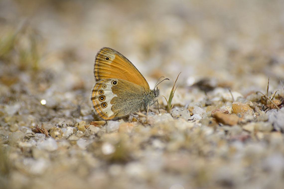 Coenonympha arcania Coenonympha arcania. A special butterfly for me. The butterfly of my first Lepidoptera guide. Coenonympha arcania,Pearly Heath,animalia,arthropoda,biodiversity,butterfly,insecta,insects,lepidoptera,rhopalocera,satyrinae