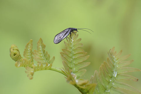 Sialis fuliginosa Sialis fuliginosa. The only Megaloptera species described for the portuguese territory.

http://naturdata.com/Sialis-fuliginosa-39384.htm
https://en.wikipedia.org/wiki/Alderfly Alderfly,Arthropoda,Insecta,Megaloptera,Sialidae,Sialinae,Sialis,Sialis fuliginosa,animalia,biodiversity,insects