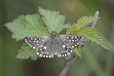 Pyrgus malvoides Pyrgus malvoides Pyrgus malvoides,arthropoda,biodiversity,butterfly,hesperiidae,insects,rhopalocera,skipper