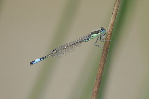 Ischnura graellsii Ischnura graellsii, adult male.

https://es.wikipedia.org/wiki/Ischnura_graellsii
http://www.faunaeur.org/full_results.php?id=214284

 Iberian bluetail,Ischnura graellsii,Ischnurinae,arthropoda,biodiversity,coenagrionidae,damselfly,insects,odonata,zygoptera