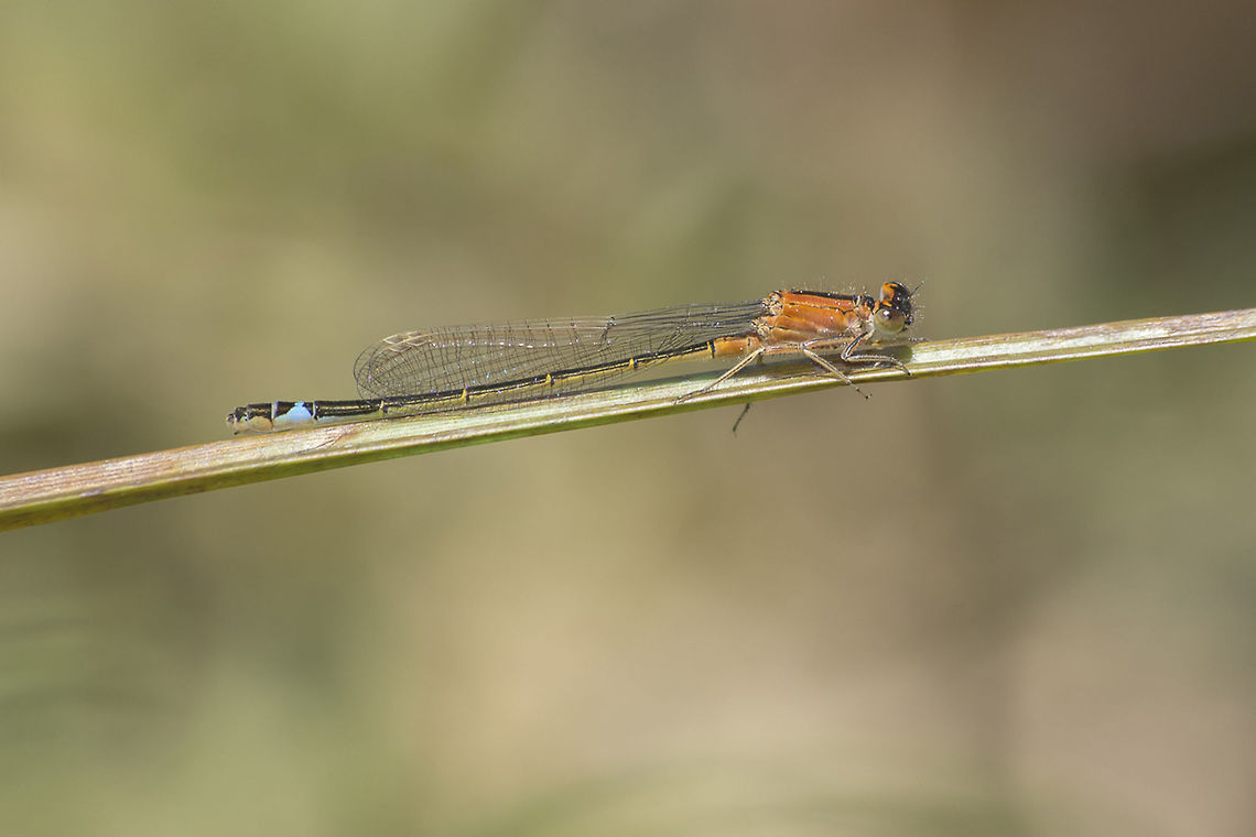 Ischnura graellsii f. aurantica Ischnura graellsii, female f. aurantica. Iberian bluetail,Ischnura graellsii,Ischnurinae,arthropoda,biodiversity,coenagrionidae,damselfly,insects,ischnura graellsii f. aurantica,odonata,zygoptera
