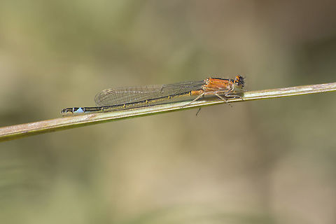 Ischnura graellsii f. aurantica Ischnura graellsii, female f. aurantica. Iberian bluetail,Ischnura graellsii,Ischnurinae,arthropoda,biodiversity,coenagrionidae,damselfly,insects,ischnura graellsii f. aurantica,odonata,zygoptera