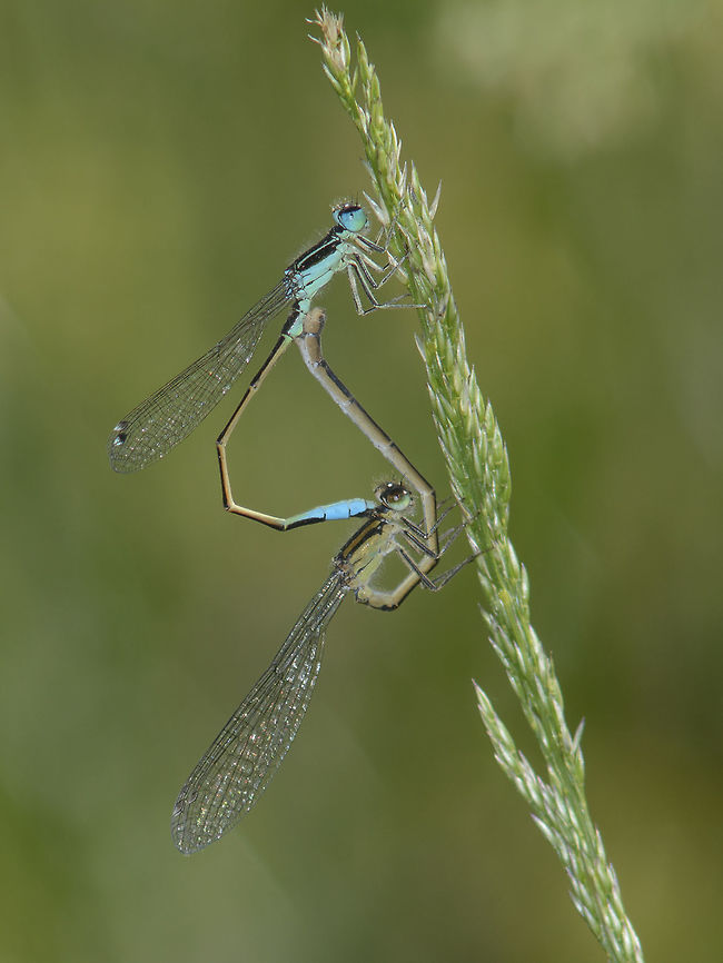Ischnura graellsii Ischnura graellsii, mating wheel. male typical x female f. infuscans.  Iberian bluetail,Ischnura graellsii,Ischnurinae,arthropoda,biodiversity,coenagrionidae,damselfly,insects