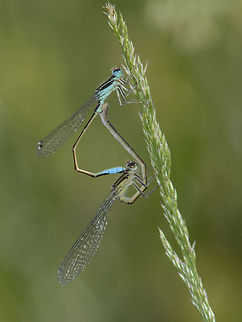 Ischnura graellsii Ischnura graellsii, mating wheel. male typical x female f. infuscans.  Iberian bluetail,Ischnura graellsii,Ischnurinae,arthropoda,biodiversity,coenagrionidae,damselfly,insects