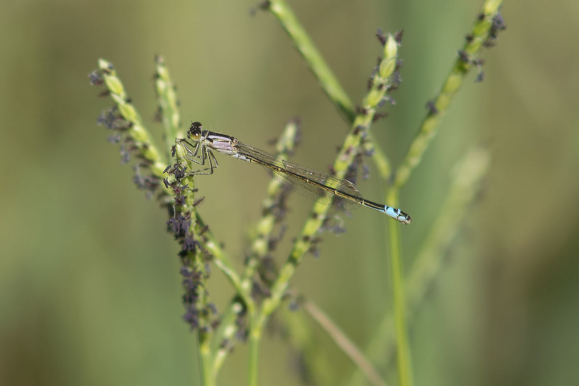Ischnura graellsii Ischnura graellsii, androchrome female.<br />
<br />
EXIF: N Nikon Nikkor 80-200mm 4.5 @ 200mm | f/5.6 | EXT I Iberian bluetail,Ischnura graellsii,Ischnurinae,arthropoda,biodiversity,coenagrionidae,damselfly,insects,odonata,zygoptera
