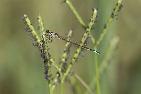 Ischnura graellsii Ischnura graellsii, androchrome female.

EXIF: N Nikon Nikkor 80-200mm 4.5 @ 200mm | f/5.6 | EXT I Iberian bluetail,Ischnura graellsii,Ischnurinae,arthropoda,biodiversity,coenagrionidae,damselfly,insects,odonata,zygoptera