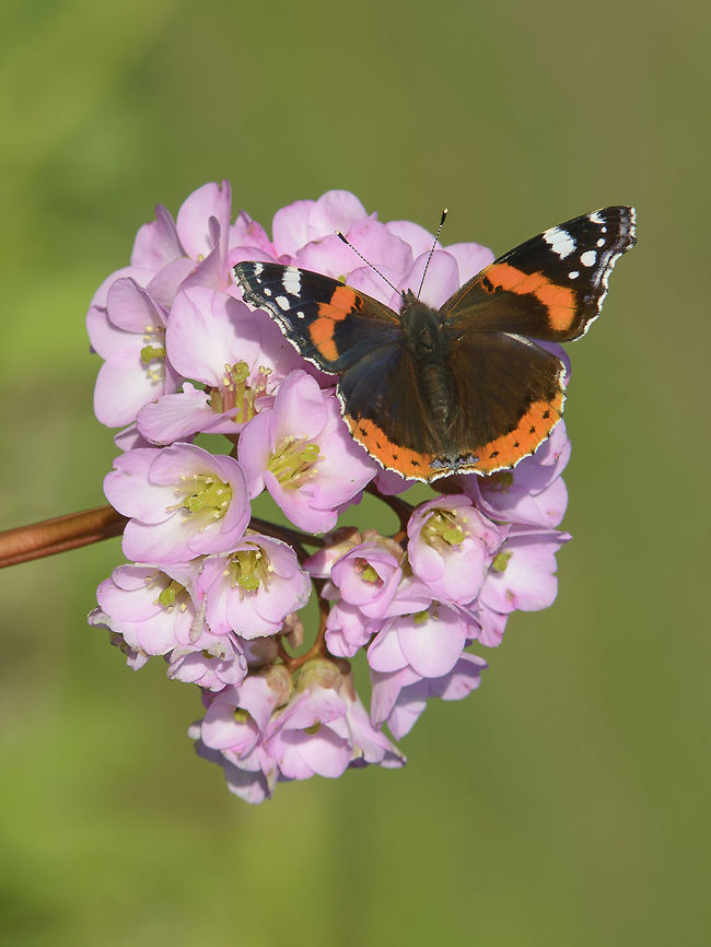 Winter news Vanessa atalanta Red Admiral,Vanessa atalanta,arthropoda,biodiversity,butterfly,insecta,insects,lepidoptera,nymphalidae,rhopalocera