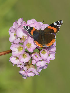 Winter news Vanessa atalanta Red Admiral,Vanessa atalanta,arthropoda,biodiversity,butterfly,insecta,insects,lepidoptera,nymphalidae,rhopalocera