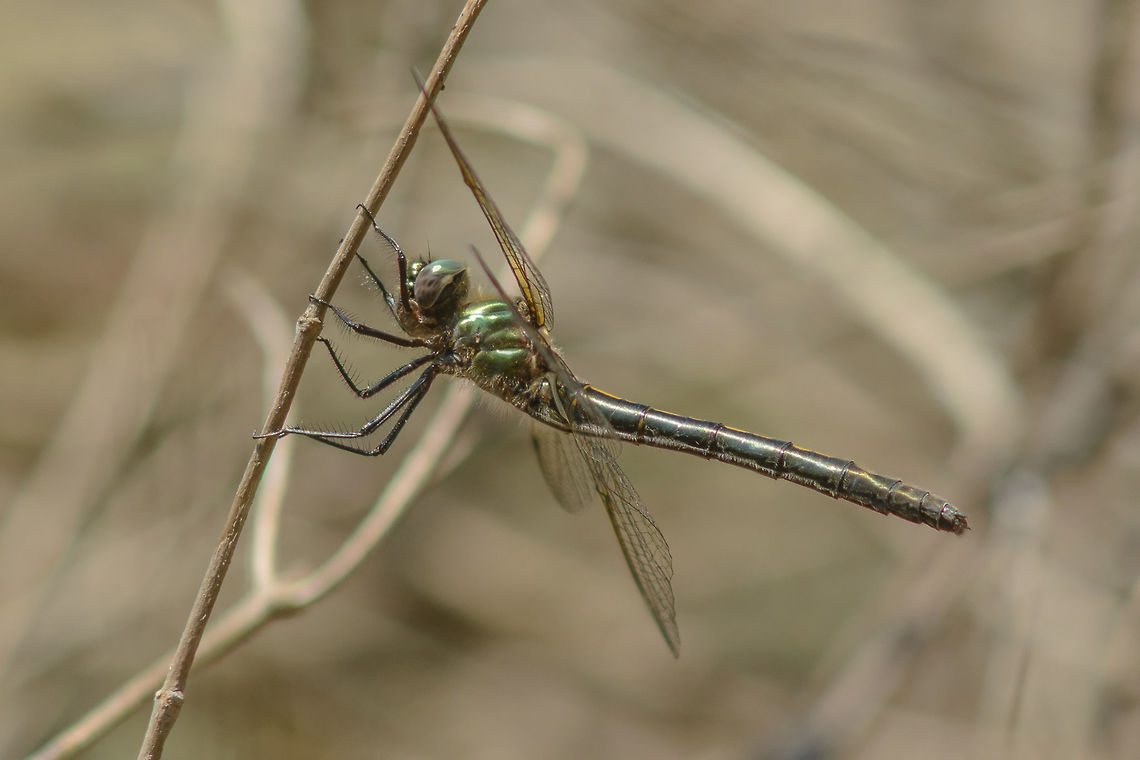 Oxygastra curtisii Oxygastra curtisii, adult female. Orange-spotted emerald,Oxygastra curtisii,animalia,anisoptera,corduliidae,dragonfly,habitats directive,insects,odonata