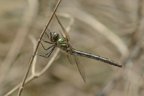 Oxygastra curtisii Oxygastra curtisii, adult female. Orange-spotted emerald,Oxygastra curtisii,animalia,anisoptera,corduliidae,dragonfly,habitats directive,insects,odonata