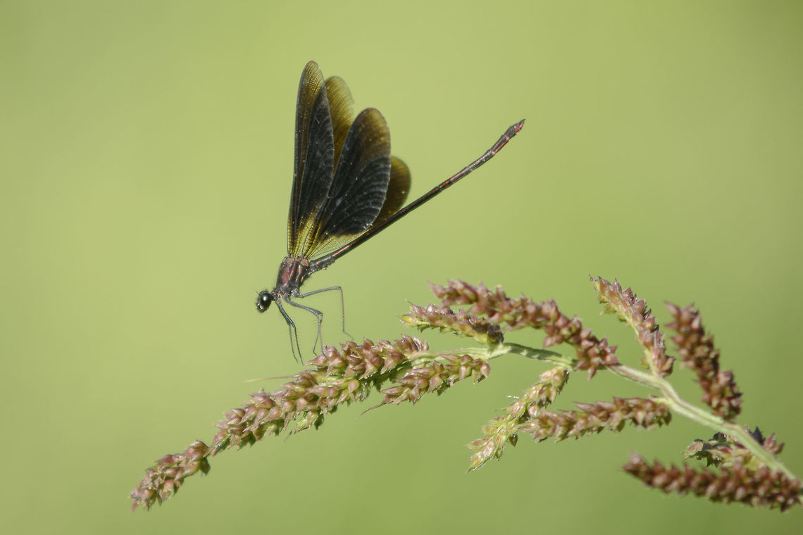 Weightlessness Calopteryx haemorroidalis, adult male.<br />
<br />
EXIF: N Nikon Nikkor 80-200mm 4.5 @ 200mm Calopterygidae,Calopteryx haemorrhoidalis,Copper demoiselle,arthropoda,biodiversity,damselfly,greatnature,insects,odonata,zygoptera