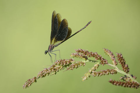 Weightlessness Calopteryx haemorroidalis, adult male.

EXIF: N Nikon Nikkor 80-200mm 4.5 @ 200mm Calopterygidae,Calopteryx haemorrhoidalis,Copper demoiselle,arthropoda,biodiversity,damselfly,greatnature,insects,odonata,zygoptera