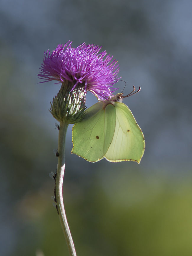 Hanging garden Gonepteryx rhamni Common Brimstone,Gonepteryx rhamni,arthropoda,biodiversity,butterfly,hanging garden,insects,lepidoptera,pieridae,rhopalocera