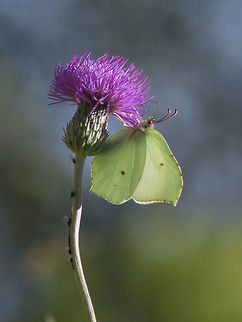 Hanging garden Gonepteryx rhamni Common Brimstone,Gonepteryx rhamni,arthropoda,biodiversity,butterfly,hanging garden,insects,lepidoptera,pieridae,rhopalocera