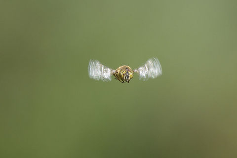 Eristalinus taeniops Eristalinus taeniops Eristalinus taeniops,band-eyed drone fly,diptera,drone fly,fly,in flight,insects,syrphidae