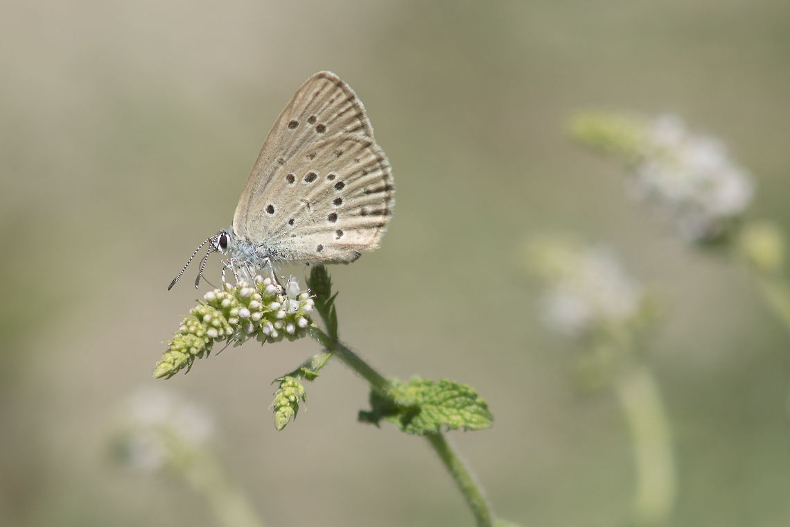 Phengaris alcon Phengaris alcon feeding on a mint flower. Alcon Blue,Phengaris alcon,ants,arthropoda,butterfly,insects,lepidoptera,life cycle,lycaenidae,myrmicidae,rhopalocera