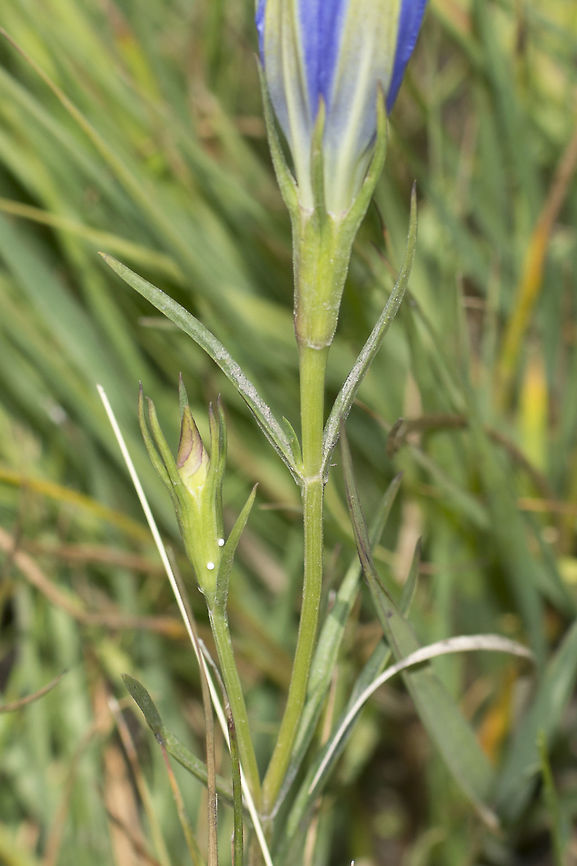 Phengaris alcon Phengaris alcon, eggs of Phengaris alcon layed on Gentiana pneumonanthe. Alcon Blue,Gentiana pneumonanthe,Phengaris alcon,ants,arthropoda,butterfly,insects,lepidoptera,life cycle,lycaenidae,myrmicidae,rhopalocera