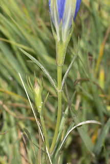 Phengaris alcon Phengaris alcon, eggs of Phengaris alcon layed on Gentiana pneumonanthe. Alcon Blue,Gentiana pneumonanthe,Phengaris alcon,ants,arthropoda,butterfly,insects,lepidoptera,life cycle,lycaenidae,myrmicidae,rhopalocera