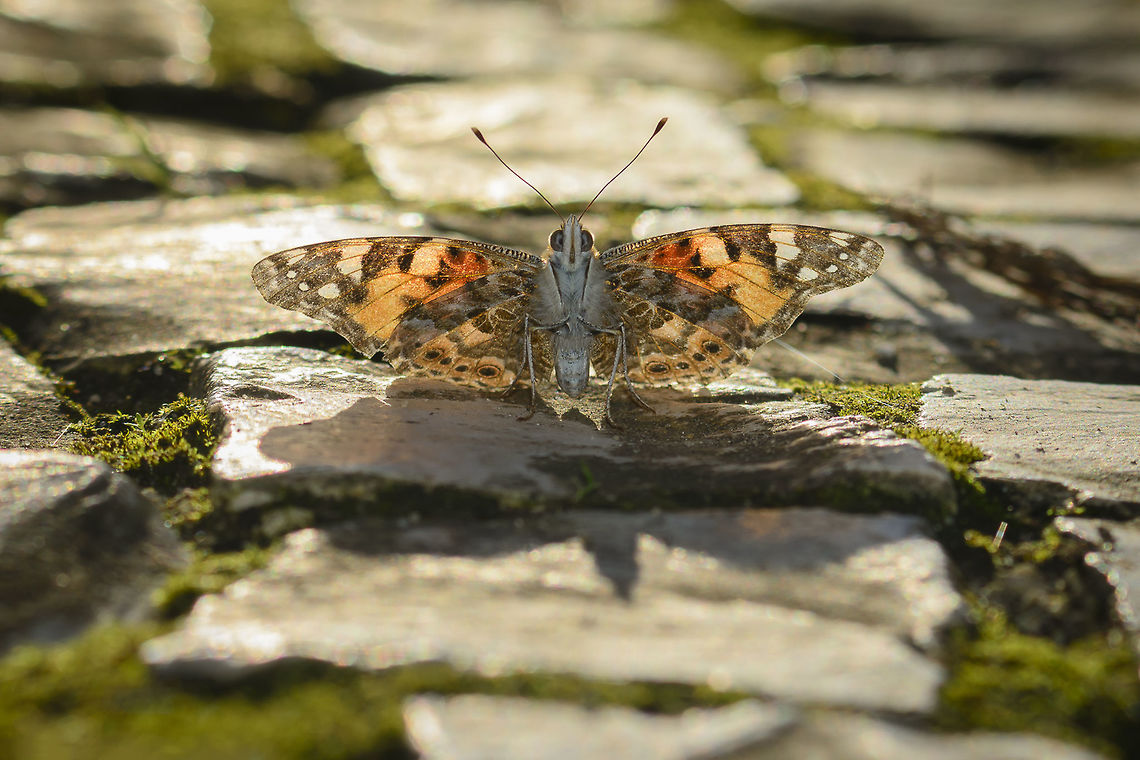 Sunset news Vanessa cardui getting warm at sunset. <br />
<br />
EXIF: N Nikon Nikkor 80-200mm 4.5 @80mm | f/8 | EXT I Painted Lady,Vanessa cardui,arthropoda,biodiversity,insects,lepidoptera,nymphalidae,rhopalocera,sunset,winter