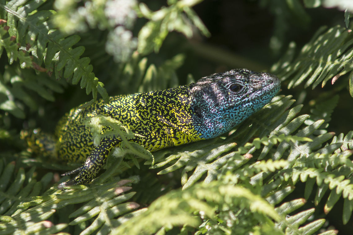 Lacerta schreiberi Lacerta schreberi, adult male. Iberian Emerald Lizard,Lacerta schreiberi,animalia,lacertid,lacertidae,lizar,reptile,vertebrata