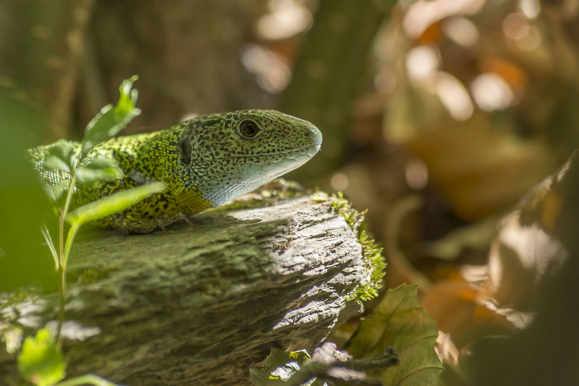 Lacerta schreiberi Lacerta schreiberi Iberian Emerald Lizard,Lacerta schreiberi,Reptiles,animalia,lacertid,lacertidae
