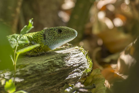 Lacerta schreiberi Lacerta schreiberi Iberian Emerald Lizard,Lacerta schreiberi,Reptiles,animalia,lacertid,lacertidae