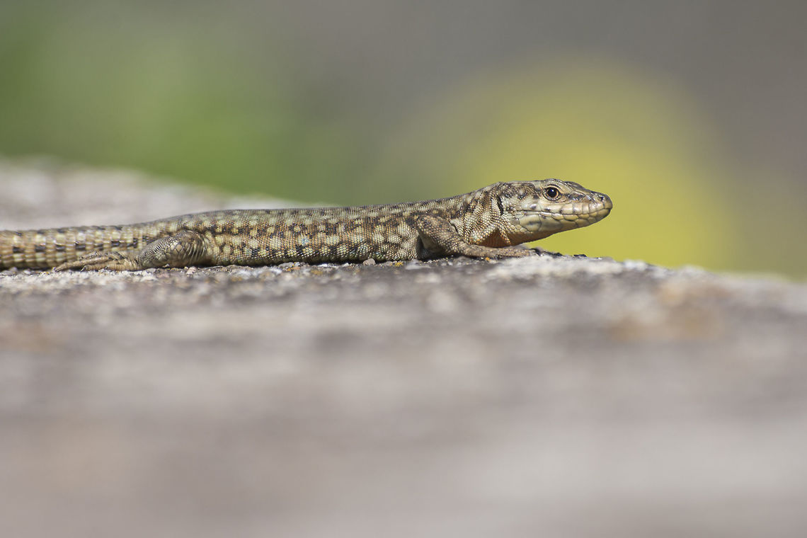 Podarcis virescens Podarcis virescens Green Iberian Wall Lizard,Podarcis virescens,animalia,lacertid,lacertidae,lizard,vertebrata