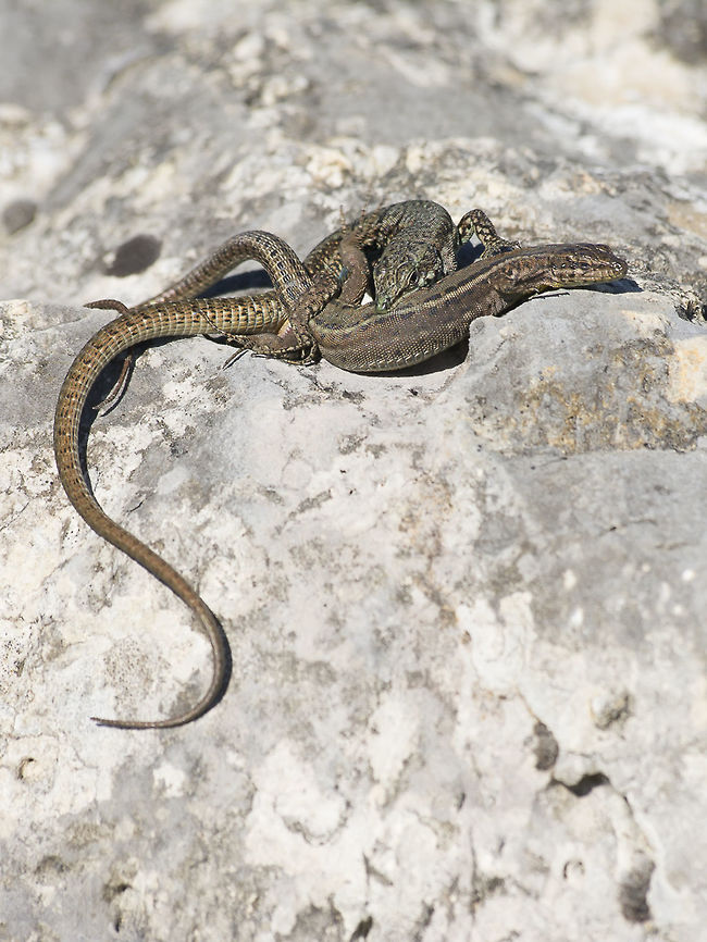 Podarcis virescens Podarcis virescens, mating, copulation. Geotagged,Green Iberian Wall Lizard,Podarcis virescens,Portugal,Winter,animalia,lacertid,larcertidae,lizard,vertebrata