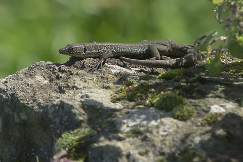 Lacerta dugesii Lacerta dugesii Geotagged,Lacerta dugesii,Madeira wall lizard,Portugal,Winter,animalia,lacertid,larcertidae,lizard,vertebrata