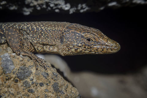 Madeira wall lizard