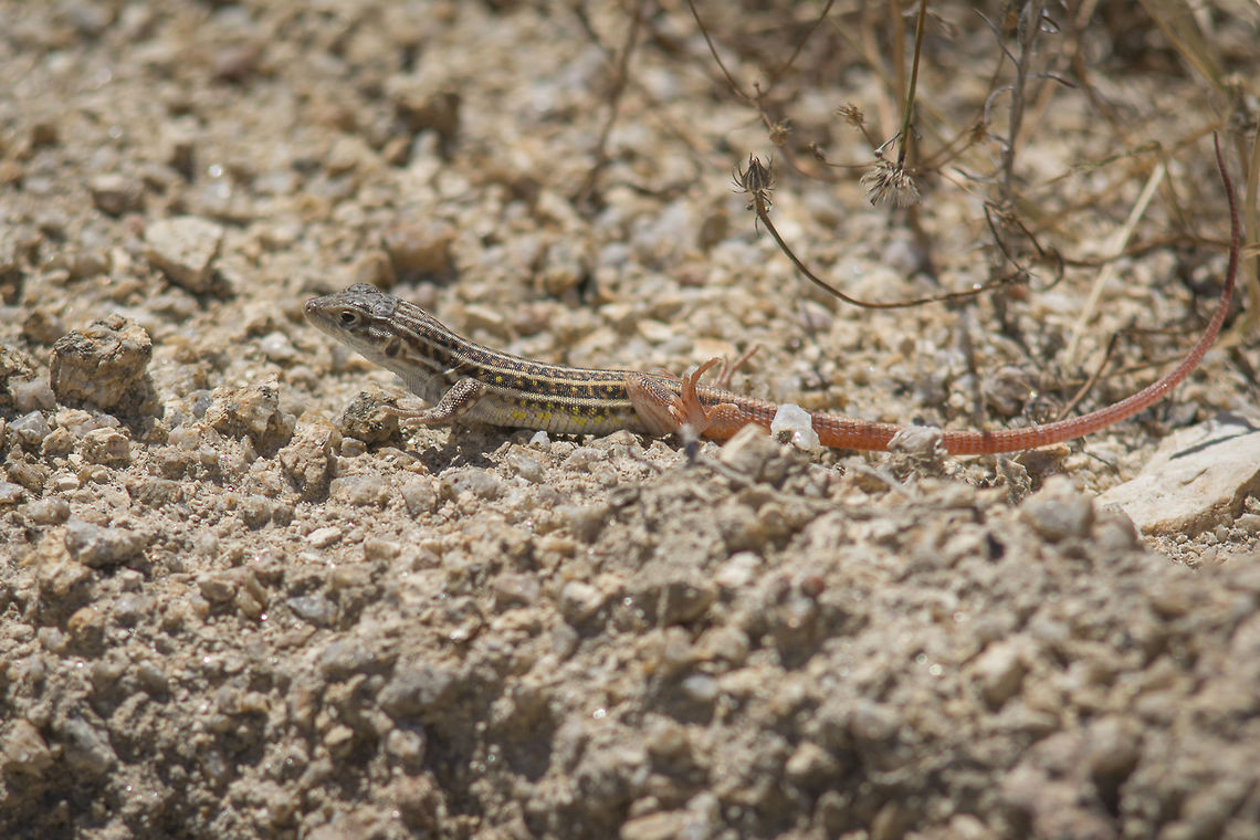 Acanthodactylus erythrurus Acanthodactylus erythrurus Acanthodactylus erythrurus,Lizard,animalia,biodiversity,lacertid,lacertidae,summer,vertebrata,wildlife