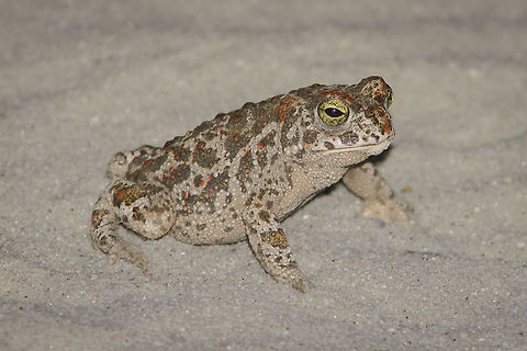 Epidalea calamita Epidalea calamita Amphibia,Animalia,Anura,Bufo,Bufo calamita,Bufonidae,Chordata,Epidalea calamita,Natterjack,natterjack toad