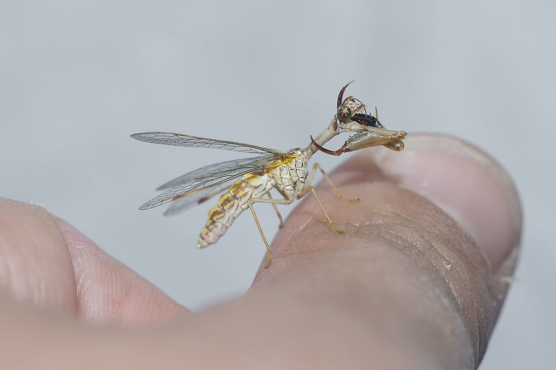 Mantispa styriaca Mantispa styriaca. This beautiful mantid fly appeared at night on a light trap.<br />
<br />
<a href="https://en.wikipedia.org/wiki/Mantispidae" rel="nofollow">https://en.wikipedia.org/wiki/Mantispidae</a><br />
<a href="http://naturdata.com/Mantispa-styriaca-38084.htm" rel="nofollow">http://naturdata.com/Mantispa-styriaca-38084.htm</a> Animalia,Arthropoda,Insecta,Mantispa,Mantispa styriaca,Mantispidae,Mantispoidea,Neuroptera,mantid lacewings,mantidflies,mantis-flies,mantispids