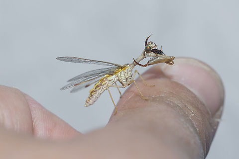 Mantispa styriaca Mantispa styriaca. This beautiful mantid fly appeared at night on a light trap.

https://en.wikipedia.org/wiki/Mantispidae
http://naturdata.com/Mantispa-styriaca-38084.htm Animalia,Arthropoda,Insecta,Mantispa,Mantispa styriaca,Mantispidae,Mantispoidea,Neuroptera,mantid lacewings,mantidflies,mantis-flies,mantispids