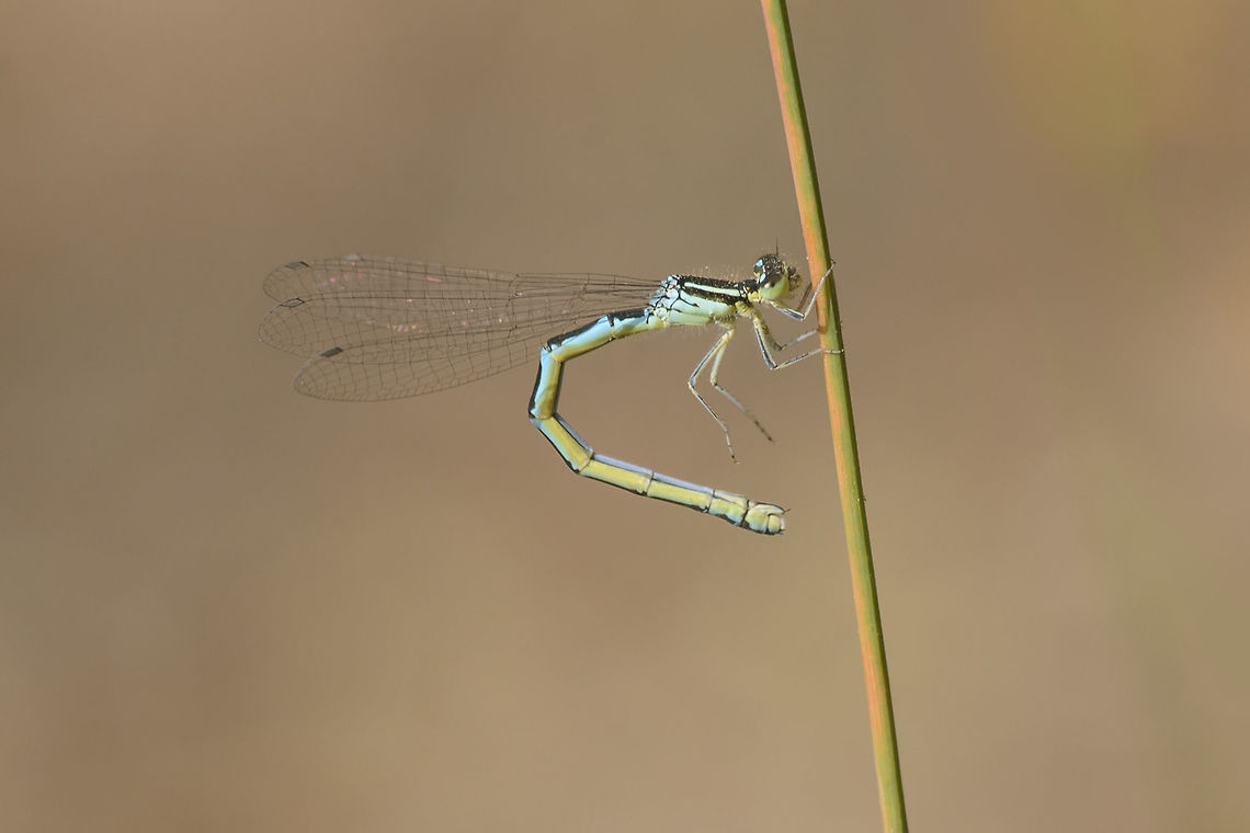 Coenagrion scitulum Coenagrion scitulum, adult female.<br />
<br />
 Coenagrion scitulum,Dainty damselfly,animalia,arthropoda,biodiversity,coenagrion,coenagrionidae,damselfly,insecta,insects,zygoptera