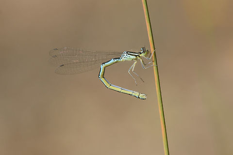 Coenagrion scitulum Coenagrion scitulum, adult female.

 Coenagrion scitulum,Dainty damselfly,animalia,arthropoda,biodiversity,coenagrion,coenagrionidae,damselfly,insecta,insects,zygoptera