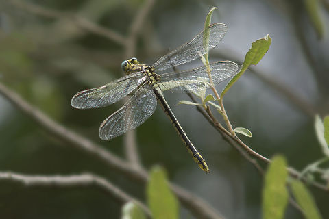 Gomphus simillimus Gomphus simillimus, adult (old) female, on a branch of Salix salvifolia...

EXIF: N Nikon Nikkor 80-200mm @ 200mm | f/5.6 | EXT I
 Gomphus simillimus,Yellow clubtail,animalia,anisoptera,arthropoda,biodiversity,dragonfly,gomphidae,gomphus,insecta,insects,odonata