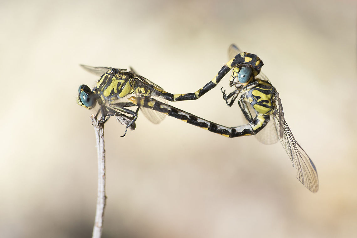 Mating wheel Onychogomphus uncatus, mating wheel Blue-eyed hook-tailed dragonfly,Onychogomphus uncatus,animalia,arthropoda,biodiversity,dragonfly,gomphidae,insecta,insects,mating wheel,odonata,reproduction