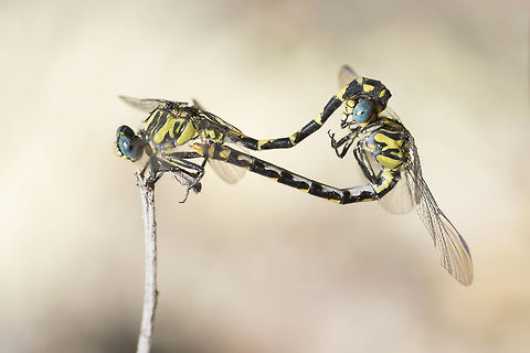 Mating wheel Onychogomphus uncatus, mating wheel Blue-eyed hook-tailed dragonfly,Onychogomphus uncatus,animalia,arthropoda,biodiversity,dragonfly,gomphidae,insecta,insects,mating wheel,odonata,reproduction