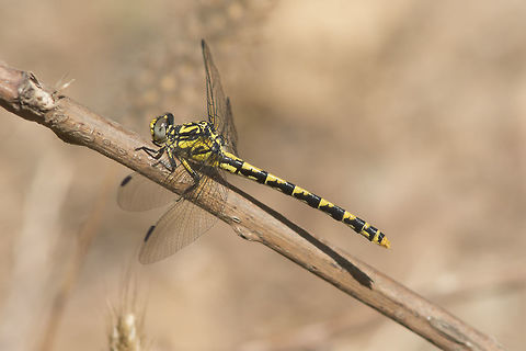 Onychogomphus uncatus Onychogomphus uncatus, immature female. Blue-eyed hook-tailed dragonfly,Onychogomphus uncatus,animalia,arthropoda,biodiversity,dragonfly,gomphidae,insecta,insects,odonata