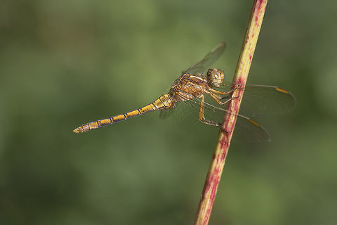 Orthetrum coerulescens Orthetrum coerulescens, immature male. Keeled Skimmer,Orthetrum coerulescens,anisoptera,arthropoda,biodiversity,dragonfly,insecta,insects,odonata