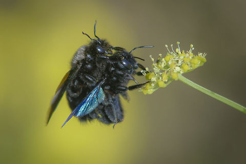 Violet carpenter bee
