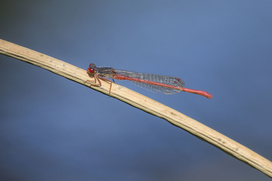 Ceriagrion  tenellum Ceriagrion  tenellum, adult male. Ceriagrion tenellum,Small red damselfly,animalia,arthropoda,biodiversity,coenagrionidae,damselfly,greatnature,odonata,red damselfly,zygoptera