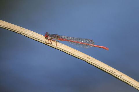 Ceriagrion  tenellum Ceriagrion  tenellum, adult male. Ceriagrion tenellum,Small red damselfly,animalia,arthropoda,biodiversity,coenagrionidae,damselfly,greatnature,odonata,red damselfly,zygoptera