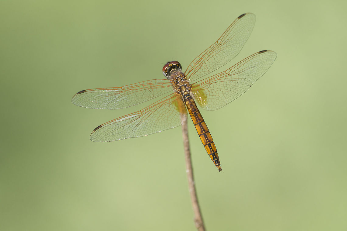 Out from a dream Trithemis annulata, immature male. One of the most difficult aspects to achieve in nature photography is to see beyond the subject, to seek for the background, in order to enhance the idea of what is perceived. Sometimes due to the hight DOF used dazzling minimal monotone backgrounds can appear, enhancing the subject, the first thing that we see... an amber dragonfly, waving as time goes by.  Trithemis annulata,Violet dropwing,animalia,anisoptera,arthropoda,background,biodiversity,dragonfly,greatnature,insecta,insects,libellulidae,minimal,odonata