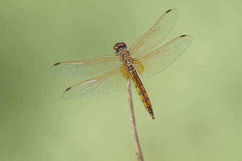 Out from a dream Trithemis annulata, immature male. One of the most difficult aspects to achieve in nature photography is to see beyond the subject, to seek for the background, in order to enhance the idea of what is perceived. Sometimes due to the hight DOF used dazzling minimal monotone backgrounds can appear, enhancing the subject, the first thing that we see... an amber dragonfly, waving as time goes by.  Trithemis annulata,Violet dropwing,animalia,anisoptera,arthropoda,background,biodiversity,dragonfly,greatnature,insecta,insects,libellulidae,minimal,odonata