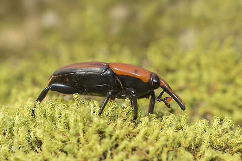 Rhynchophorus ferrugineus Rhynchophorus ferrugineus on a winter day...

EXIF: Nikon Nikkor 50mm 1:1.8 E | f/8 | EXT I Curculionidae,Rhynchophorus ferrugineus,beetle,coleoptera,insecta,insects,invasive species
