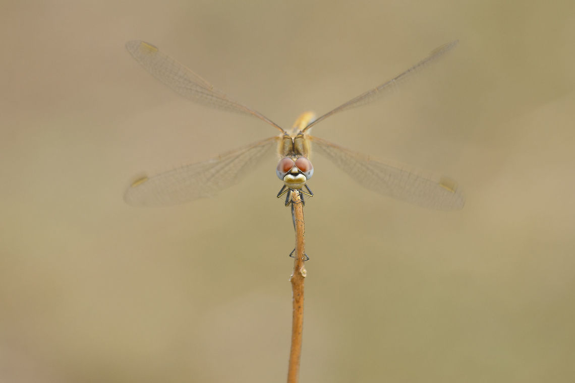 Overseas Sympetrum fonscolombii, female. Geotagged,Portugal,Spring,Sympetrum fonscolombii,anisoptera,azores islands,biodiversity,greatnature,insecta,insects,libellulidae,red-veined darter