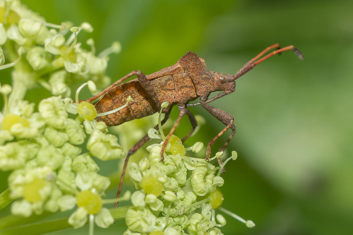 Coreus marginatus Coreus marginatus<br />
<br />
EXIF: 80-200mm 4.5 @ ~100mm | f/8 | EXT I | Flash Coreus marginatus,Dock bug,arthropoda,biodiversity,coreidae,hemiptera,heteroptera,insecta,insects