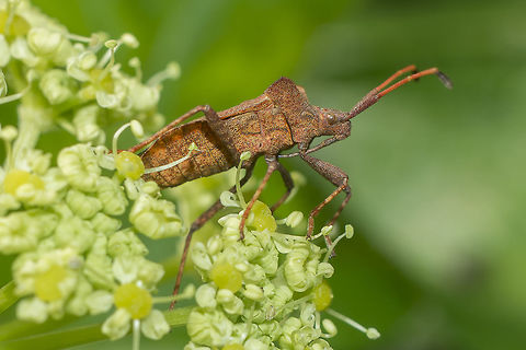 Coreus marginatus Coreus marginatus

EXIF: 80-200mm 4.5 @ ~100mm | f/8 | EXT I | Flash Coreus marginatus,Dock bug,arthropoda,biodiversity,coreidae,hemiptera,heteroptera,insecta,insects